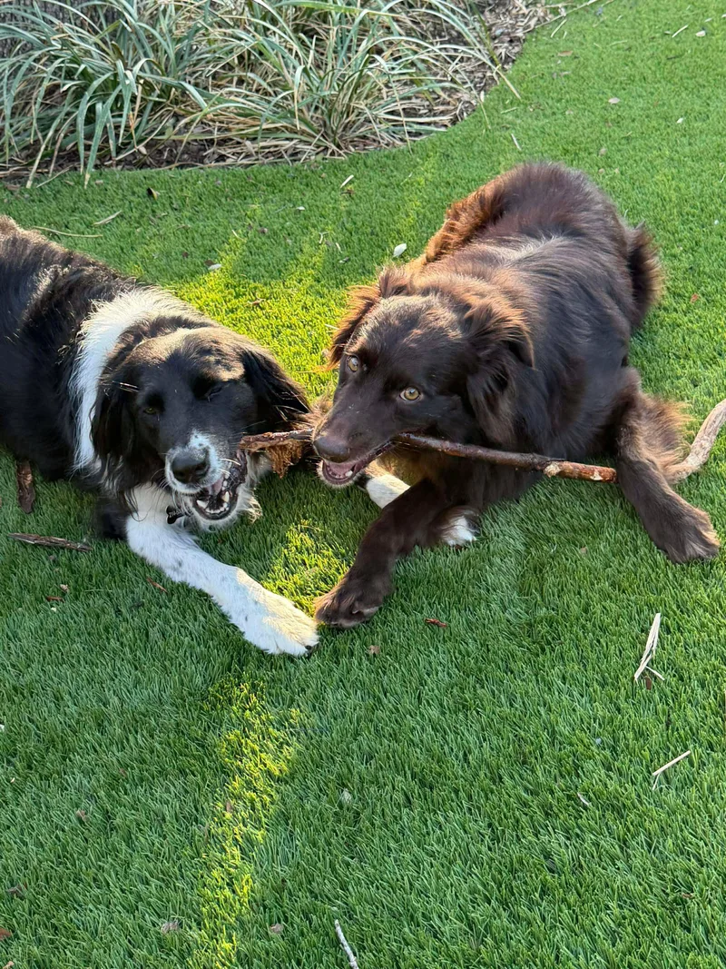 An adult medium-sized male Australian Shepherd dog named Moose for adoption in Ovilla, TX