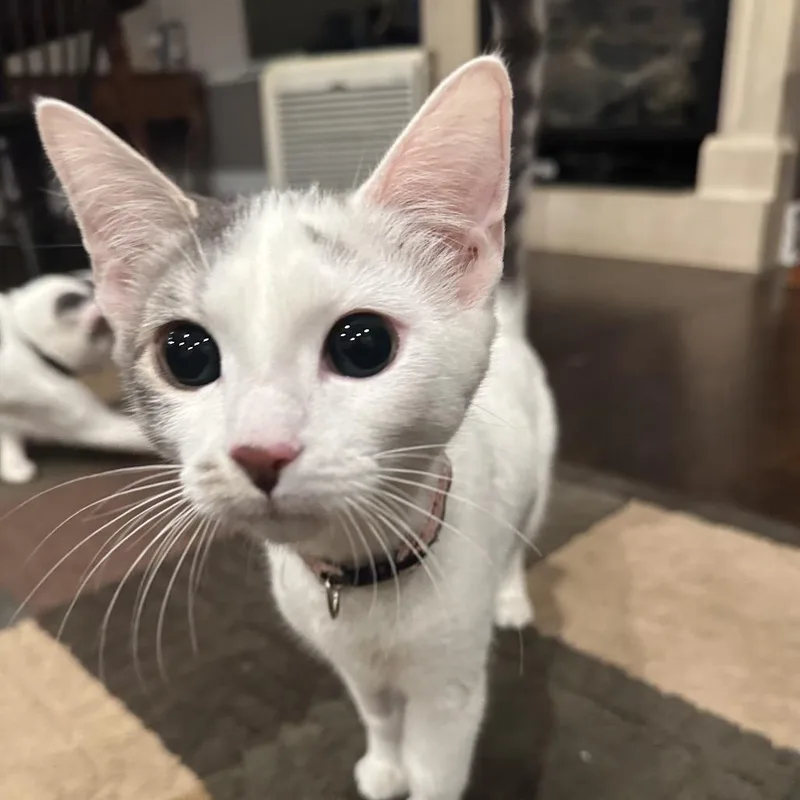 A young medium-sized female Domestic Short Hair cat named Ruby Bonded with Cupid for adoption in Glenview, IL