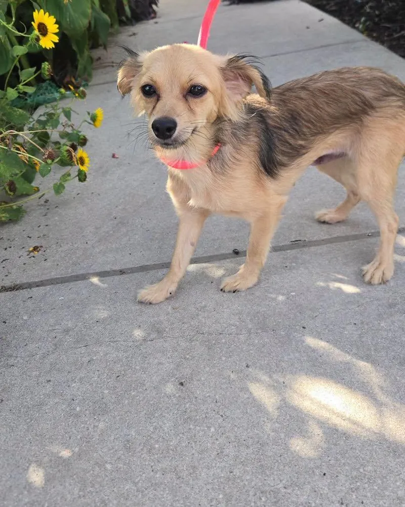 A young small-sized female Golden Chihuahua dog named Hannah for adoption in Winsted, CT