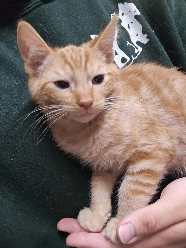A baby small-sized male Orange / Red Domestic Short Hair cat named Phillip for adoption in Ontario, CA