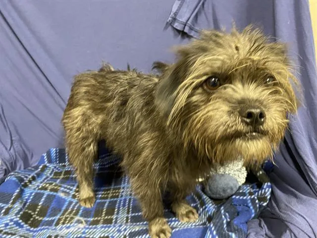 A young small-sized female Cairn Terrier dog named Smooch for adoption in Modesto, CA