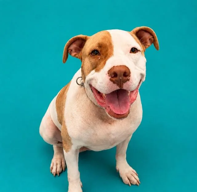 An adult medium-sized male Pit Bull Terrier dog named Beuller for adoption in Pearland, TX