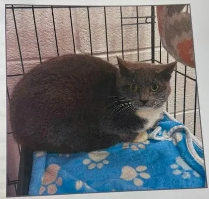 Colorado  Blue Collar