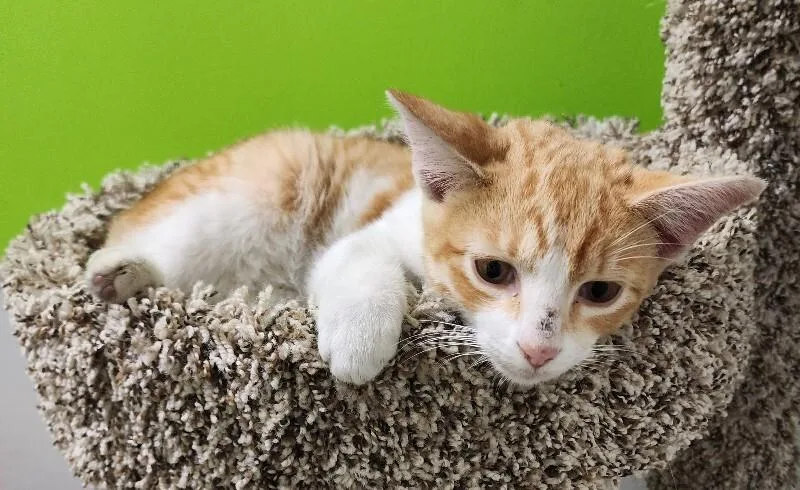 A young medium-sized male Domestic Short Hair cat named Colby Jack for adoption in Jackson, TN