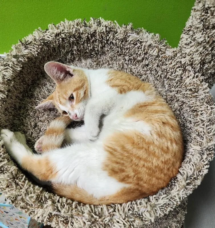 Colby Jack thumbnail 2