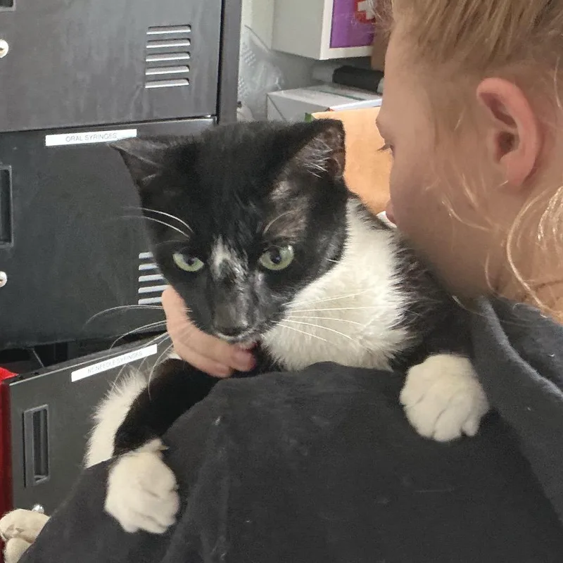 A young medium-sized female Black Domestic Short Hair cat named Violet for adoption in Chapel Hill, NC