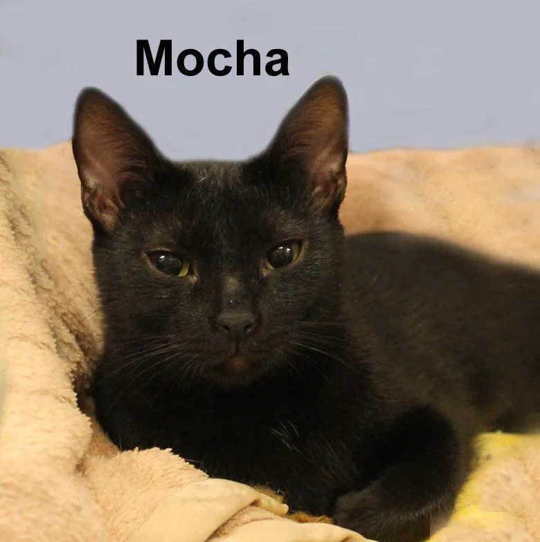 MochaFei. thumbnail 5