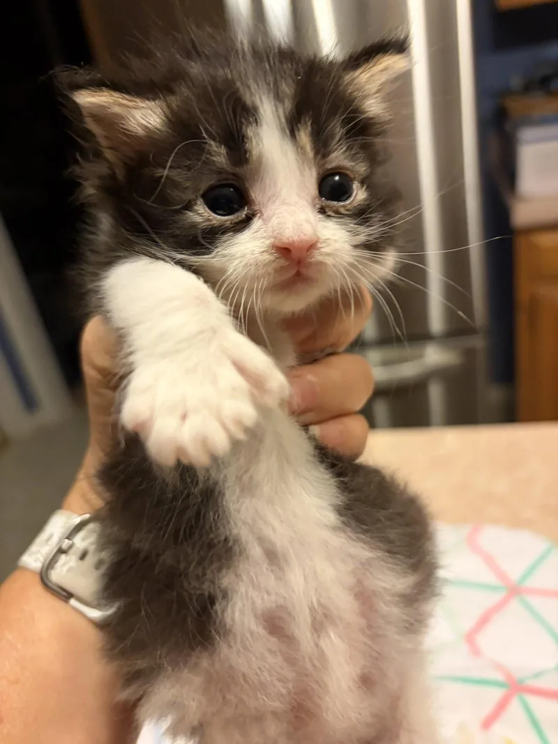 A baby medium-sized male Gray & White Domestic Short Hair cat named Despereaux for adoption in Trenton, NJ
