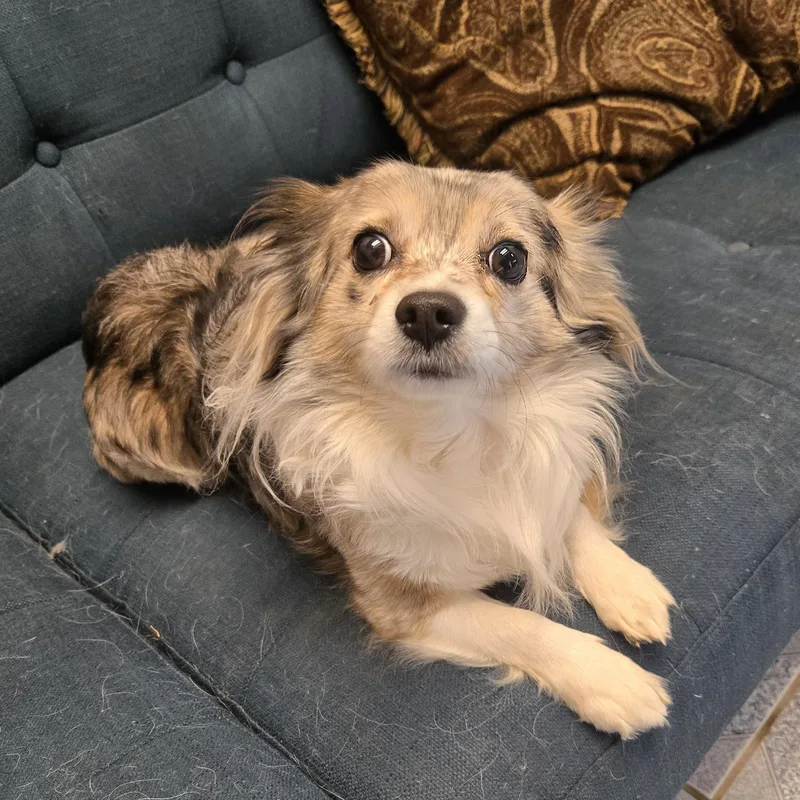 An adult small-sized male Merle (Blue) Pomeranian dog named CriKee for adoption in Normal, IL