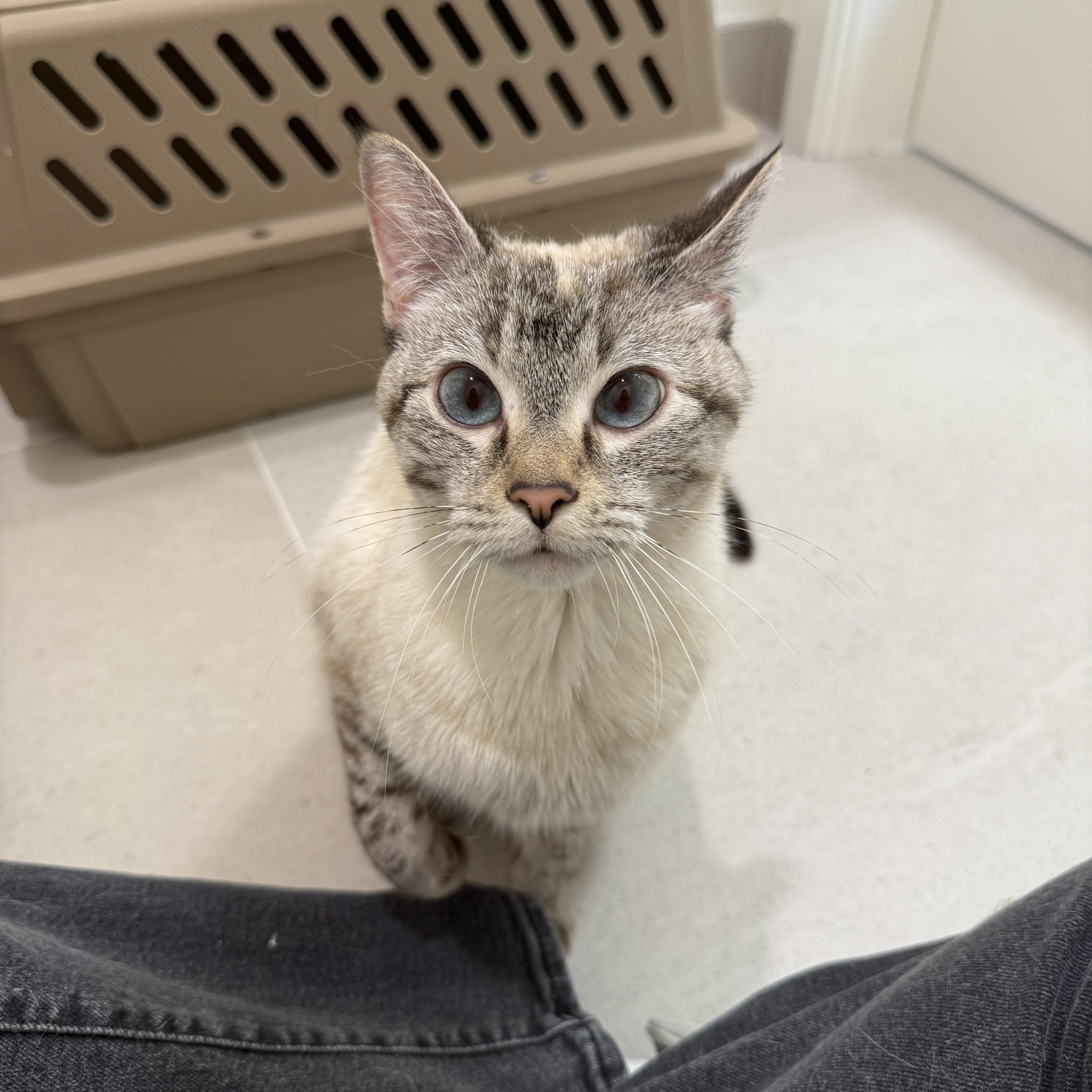 A young medium-sized female Siamese cat named Baker for adoption in Evanston, IL