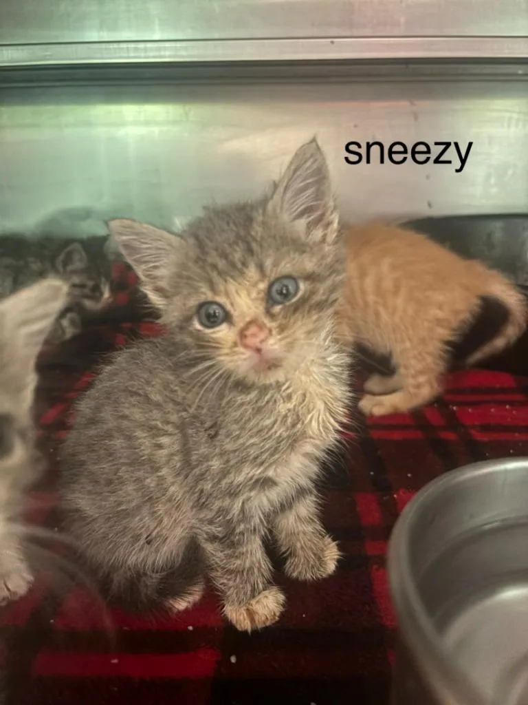 A baby small-sized female Domestic Short Hair cat named Sneezy for adoption in Cambridge, MD