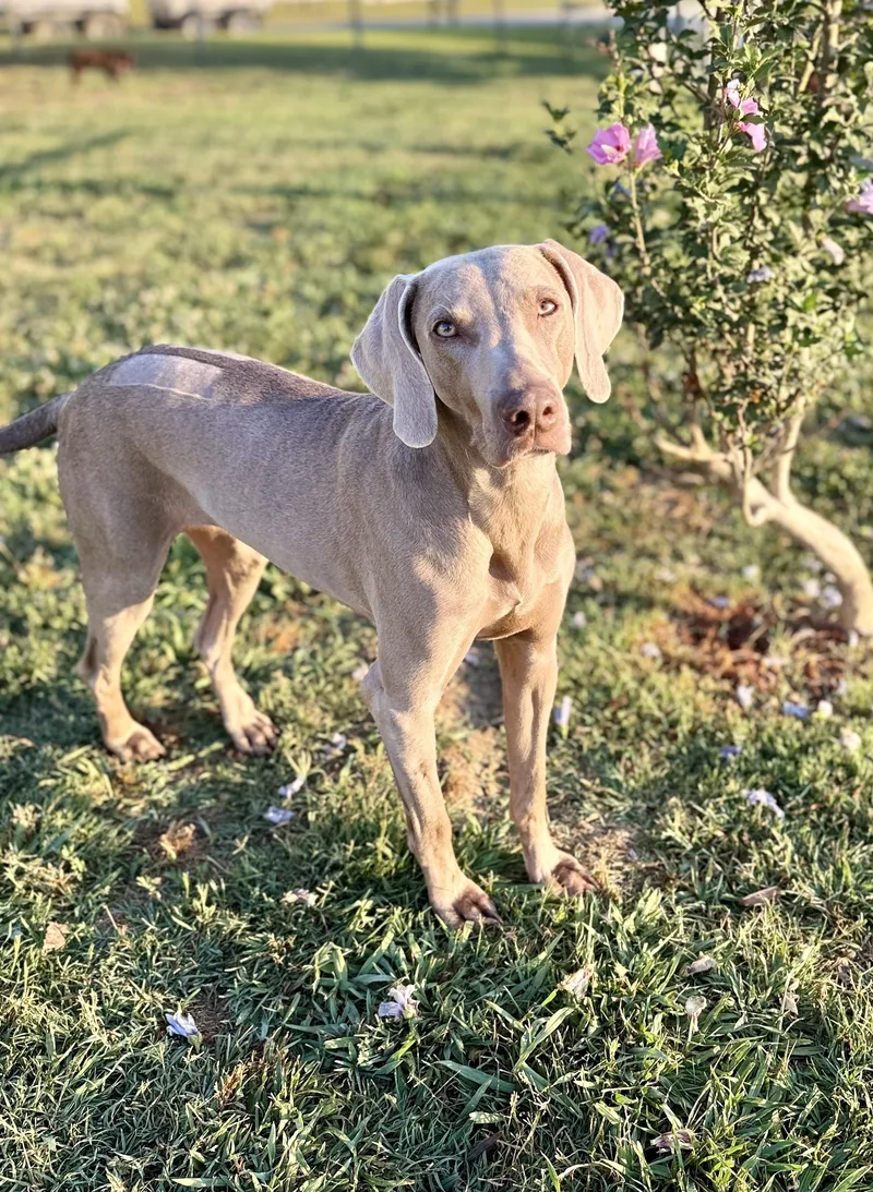 An adult medium-sized female Weimaraner dog named Jolene for adoption in Monroe, NC