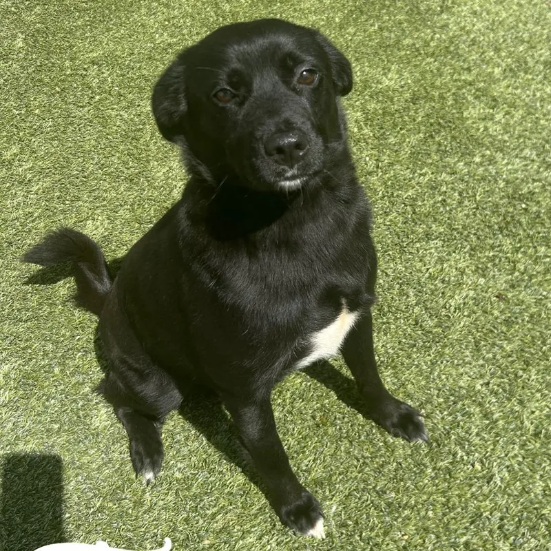 An adult medium-sized female Black Mixed Breed dog named Tammy for adoption in LOXAHATCHEE, FL