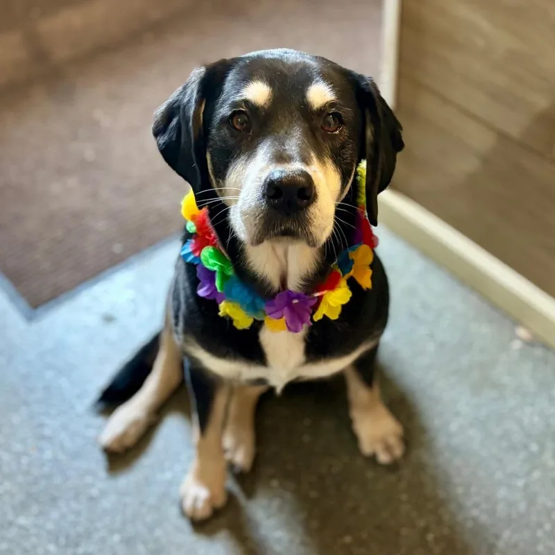 A senior medium-sized female Hound dog named Lucille for adoption in Metamora, MI