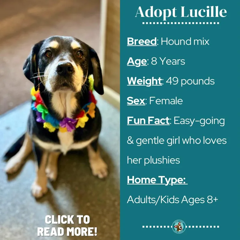 Lucille thumbnail 5