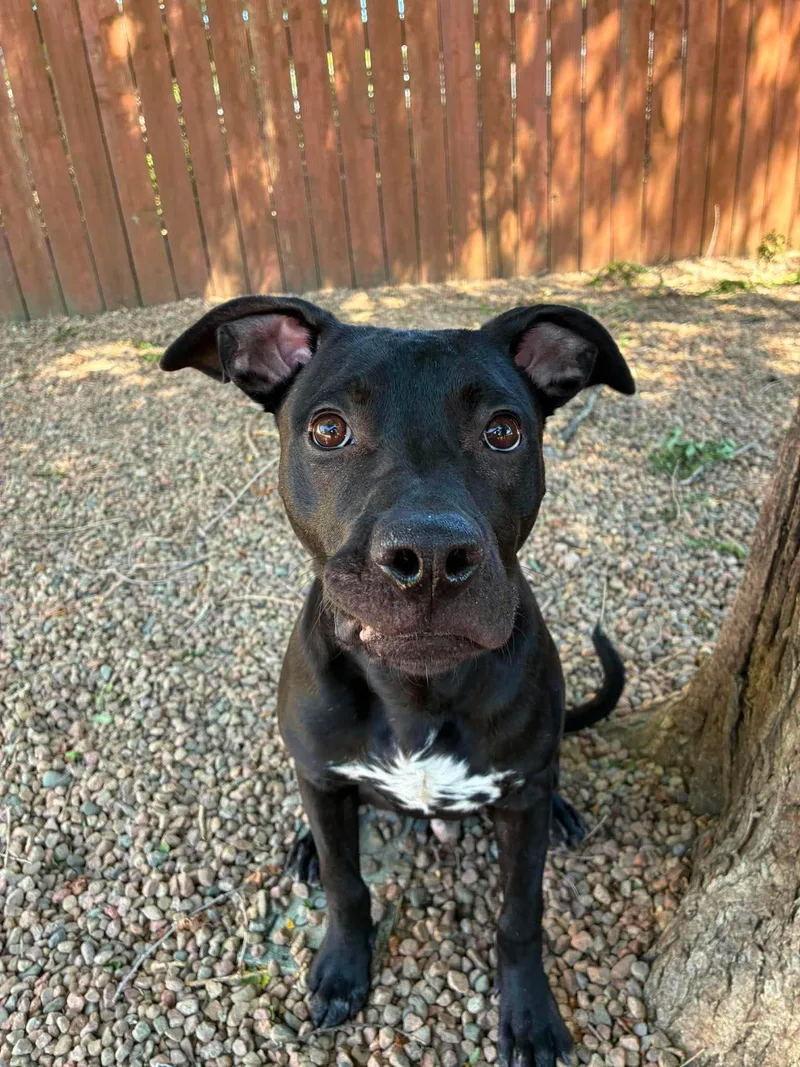 A baby medium-sized male Black Mixed Breed dog named Denver for adoption in Canon City, CO