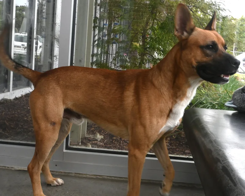 An adult medium-sized male Red / Chestnut / Orange Shepherd dog named 22767 for adoption in Broken Arrow, OK