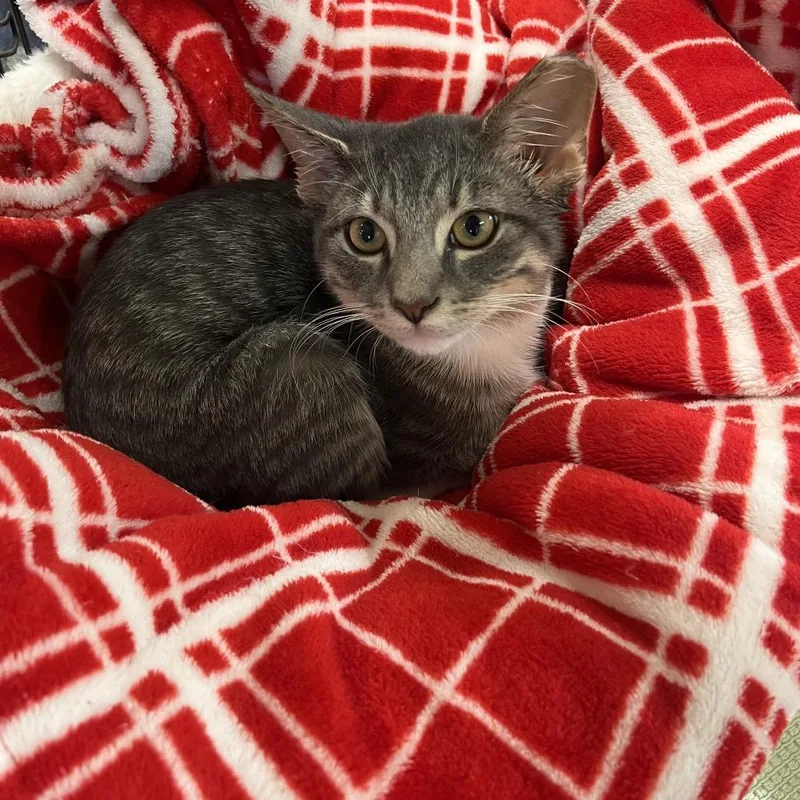 A baby medium-sized male Gray / Blue / Silver Domestic Short Hair cat named Echo for adoption in Mount Juliet, TN