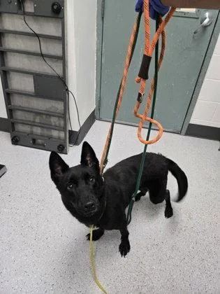 A baby medium-sized female German Shepherd Dog dog named Yuba for adoption in Oakland, CA