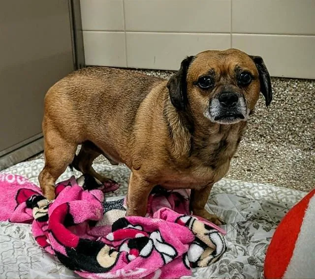 A senior small-sized male Pug dog named Jorge for adoption in Clyde, NC