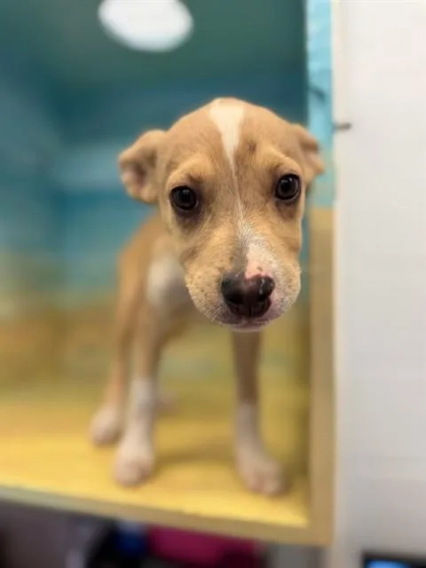 A baby medium-sized female Parson Russell Terrier dog named Indie for adoption in Agoura, CA
