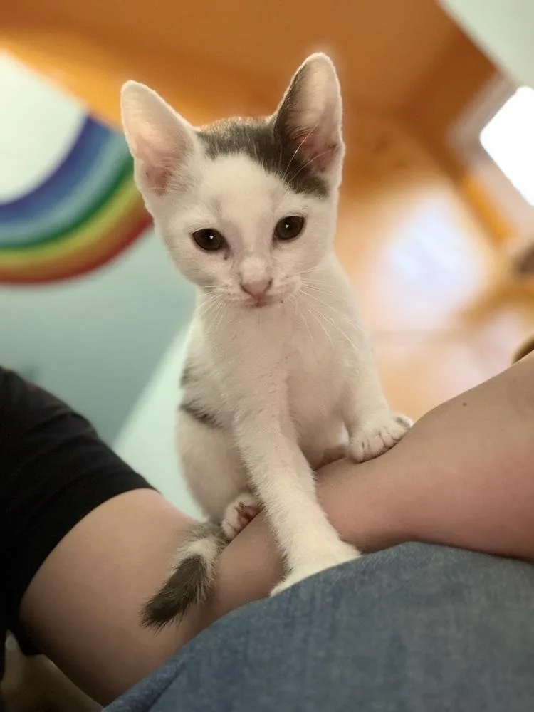 A baby medium-sized male Gray & White Domestic Short Hair cat named Chaz for adoption in Clinton Township, MI