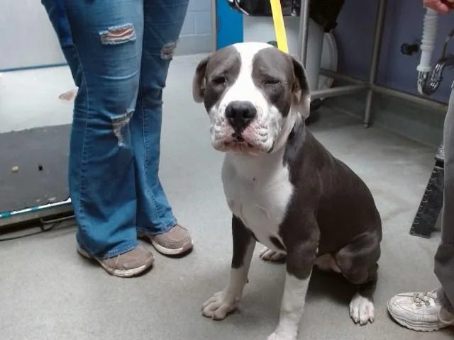 A young medium-sized male Pit Bull Terrier dog named Lary for adoption in Albuquerque, NM