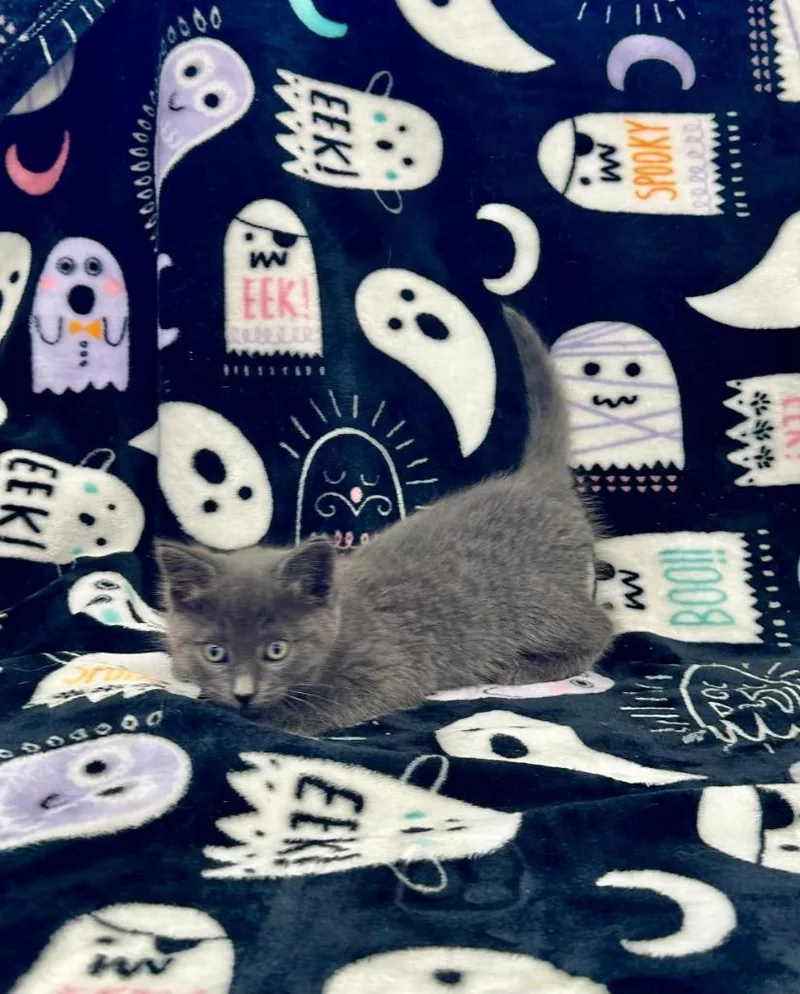 A baby medium-sized female Domestic Short Hair cat named Beverly Marsh for adoption in Newberg, OR