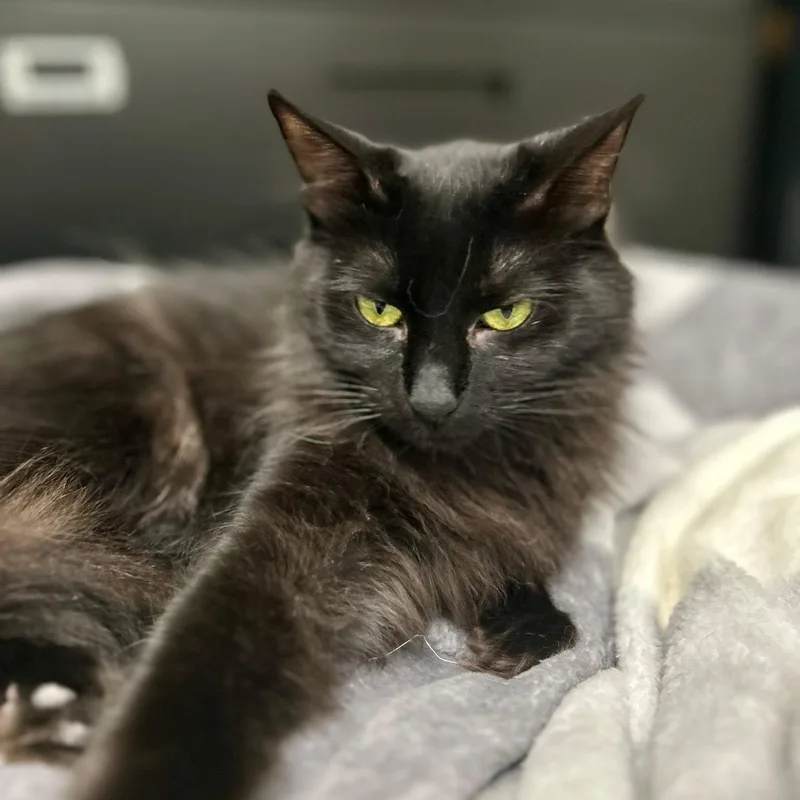 An adult medium-sized female Black Domestic Long Hair cat named BeachBall for adoption in Mount Rainier, MD