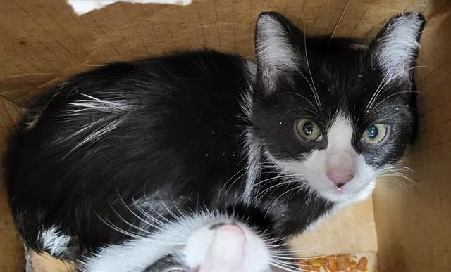 A baby small-sized female Domestic Short Hair cat named Crepe for adoption in San Antonio, TX