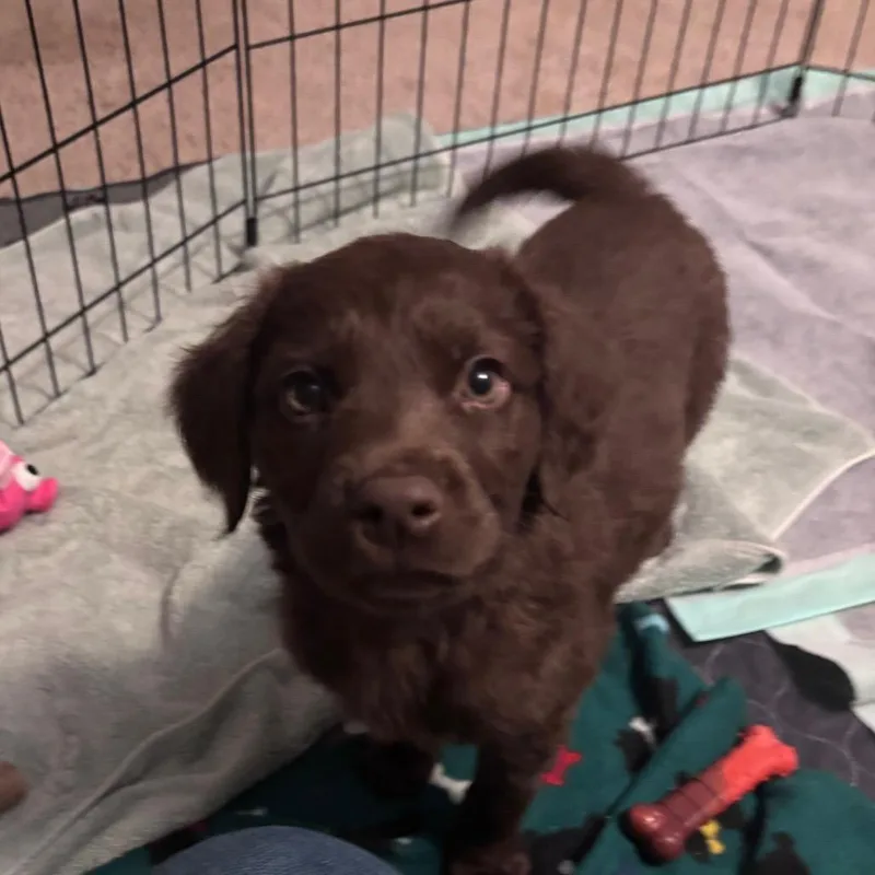 A baby medium-sized male Brown / Chocolate Mixed Breed dog named Bonbon for adoption in Fredericksburg, VA