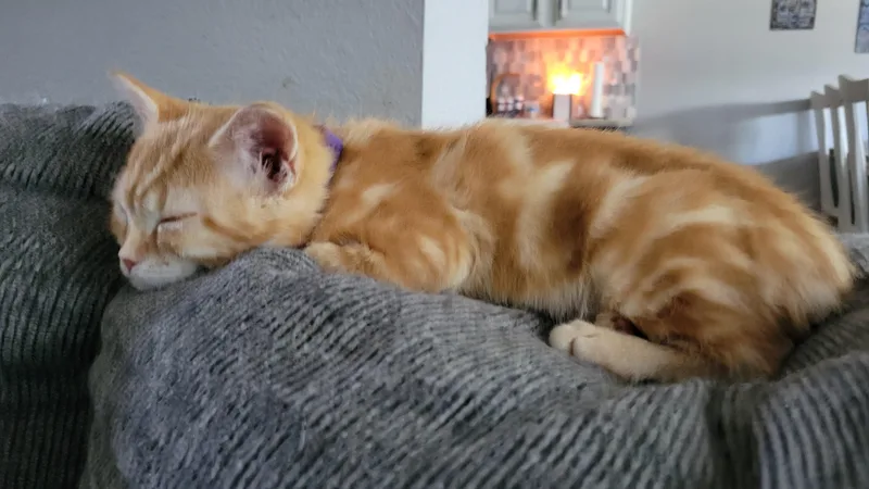 A baby medium-sized female Tabby (Orange / Red) Domestic Short Hair cat named Fiona for adoption in Fort Worth, TX