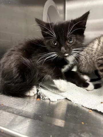 A baby small-sized female Domestic Short Hair cat named Volley for adoption in San Martin, CA