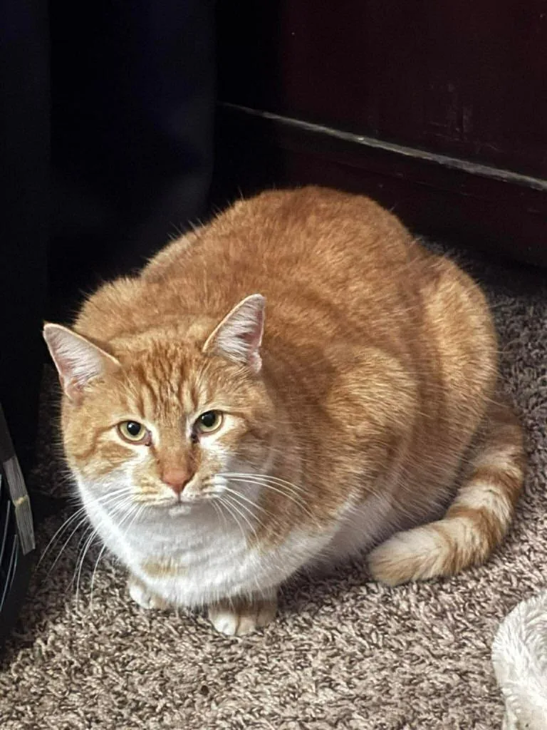 Patchouli thumbnail 2