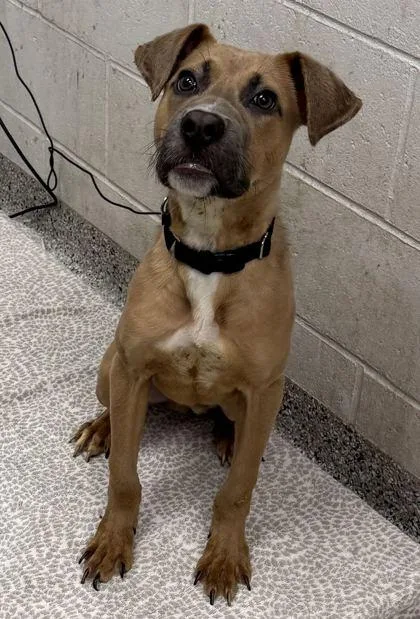 A young medium-sized male Yellow / Tan / Blond / Fawn Pit Bull Terrier dog named Brooks for adoption in Kansas City, MO