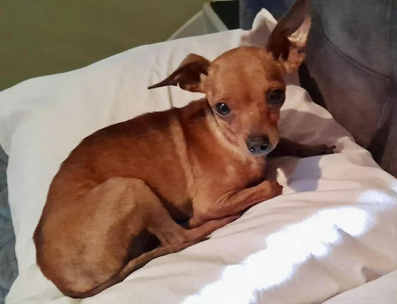 A young small-sized male Brown / Chocolate Chihuahua dog named Artie for adoption in Gulfport, MS