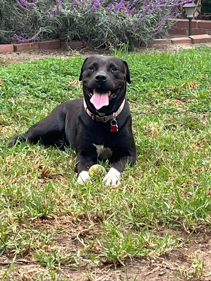 An adult large-sized female Labrador Retriever dog named Birch Aka Gracie for adoption in San Diego, CA