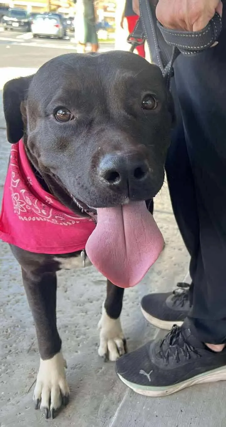 Birch Aka Gracie thumbnail 2