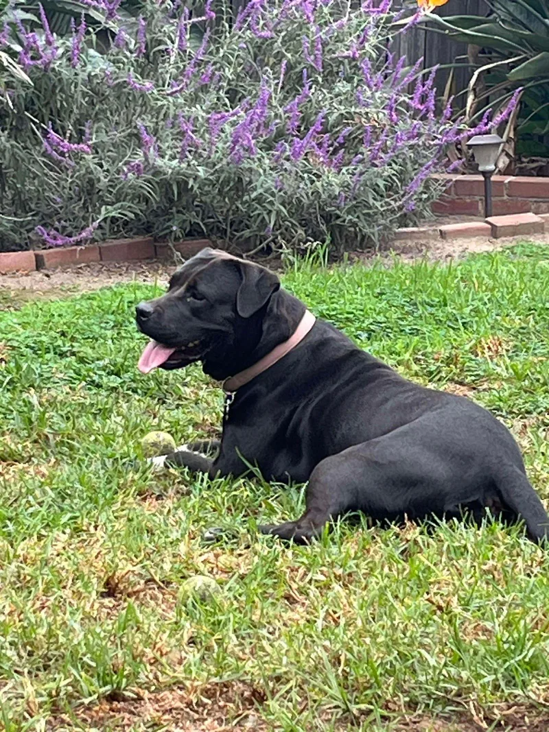 Birch Aka Gracie thumbnail 3