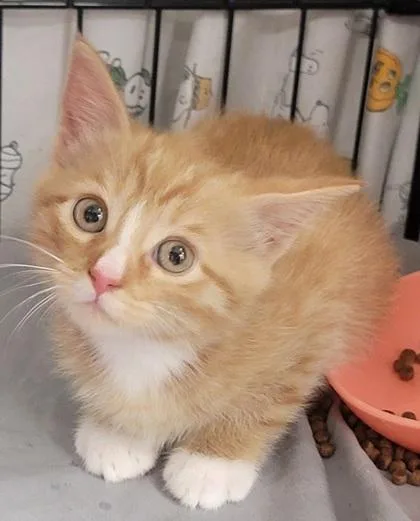 A baby small-sized female Domestic Short Hair cat named Cantaloupe for adoption in West Chester, PA