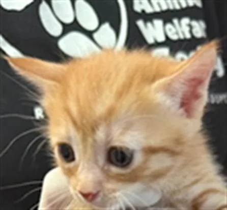 A baby small-sized female Domestic Short Hair cat named Jennie for adoption in Fort Walton Beach, FL