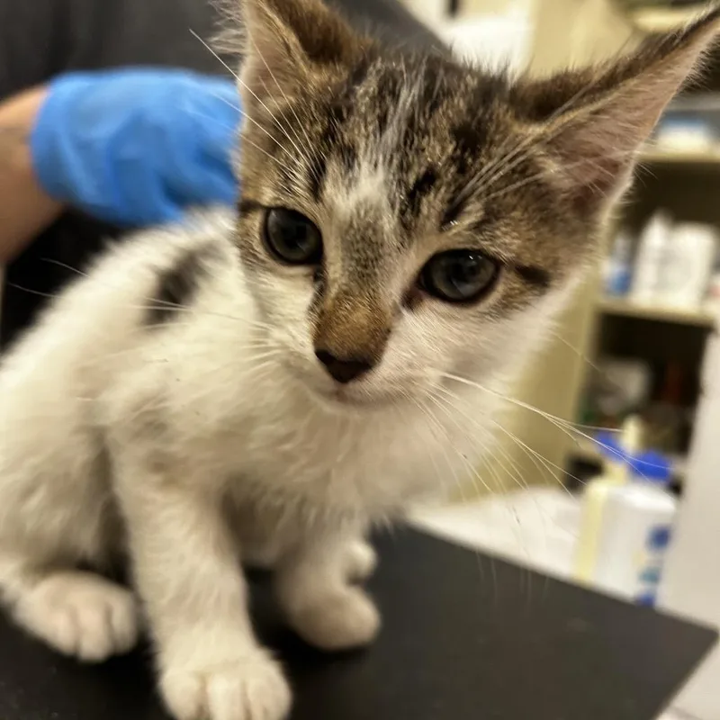 A baby small-sized male White Domestic Short Hair cat named Jerry for adoption in Upland, CA