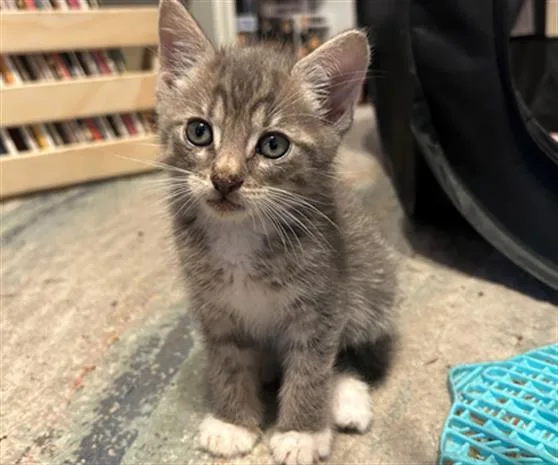 A baby small-sized male Domestic Short Hair cat named Pork for adoption in Tustin, CA