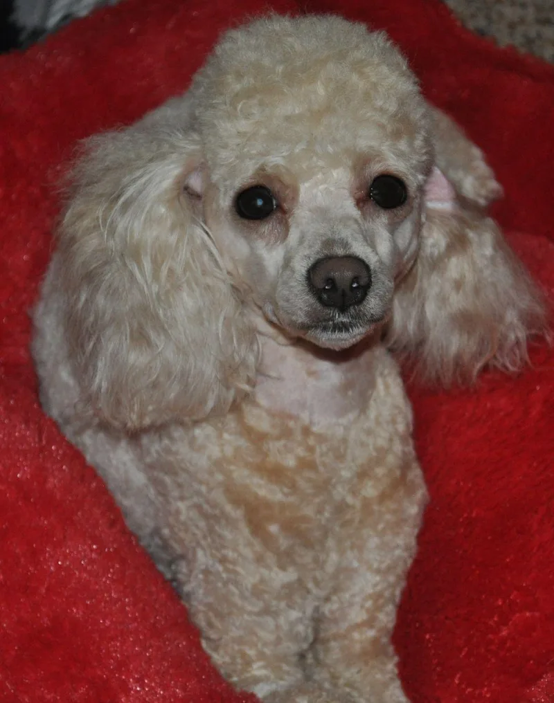 A young small-sized female Poodle dog named Lizzy for adoption in Elk River, MN