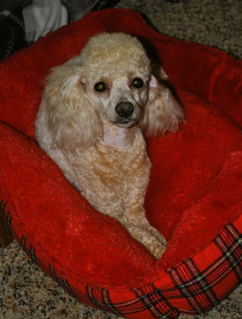 Lizzy thumbnail 4