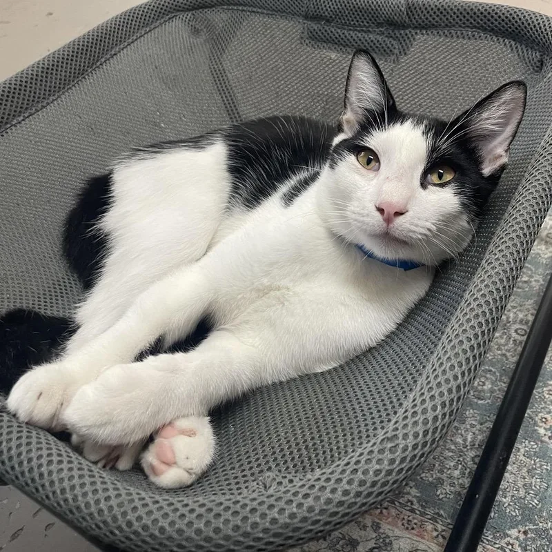 A young medium-sized male Black Domestic Short Hair cat named Naveen for adoption in Laredo, TX