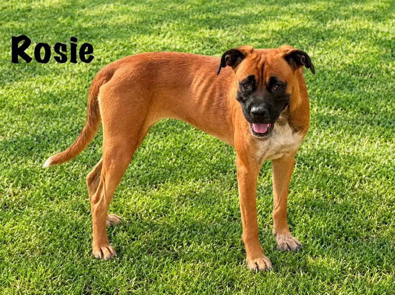 A young large-sized female Brown / Chocolate Boxer dog named Rosie for adoption in Senatobia, MS