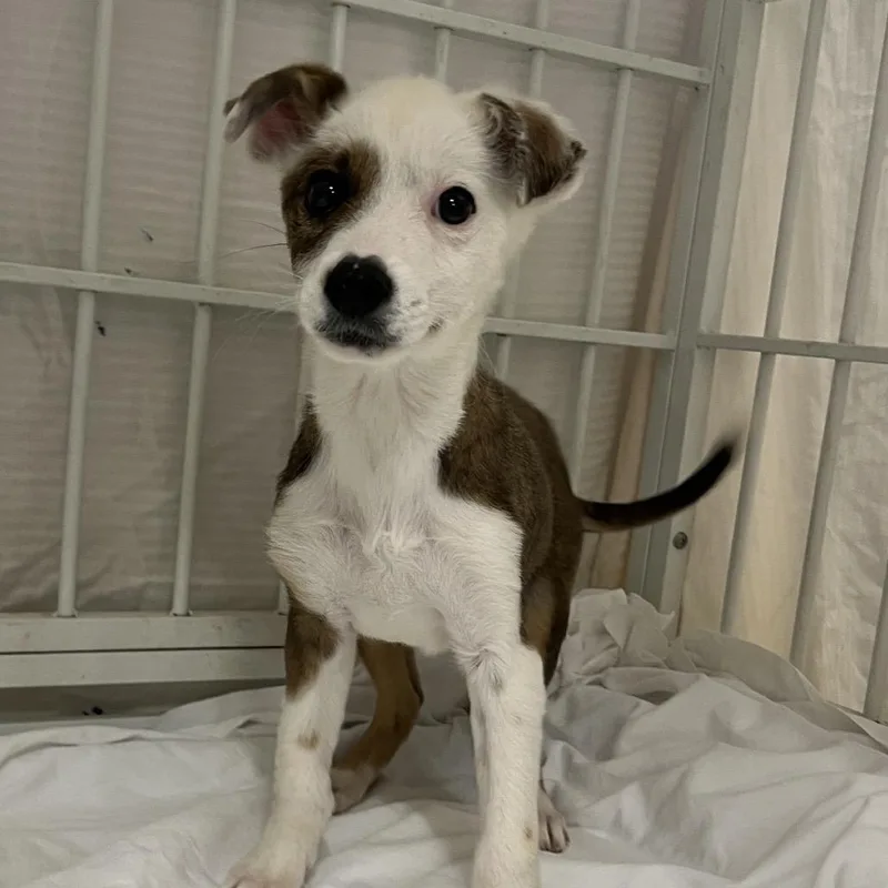 A baby medium-sized male White / Cream Mixed Breed dog named Pawssum for adoption in Moab, UT