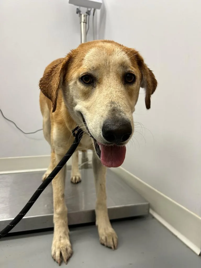 A young medium-sized female Labrador Retriever dog named Alexis for adoption in Hartsville, SC