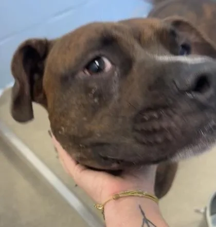 A young medium-sized female American Bulldog dog named Meatball for adoption in Palm Coast, FL